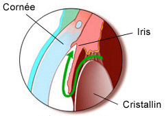 cornée iris cristallin trabeculum oeil