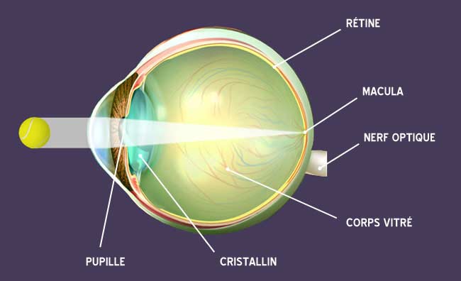 schéma de l'oeil et de l'image sur la rétine