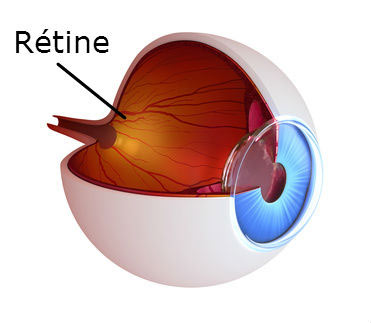 schéma de la rétine dans l'oeil