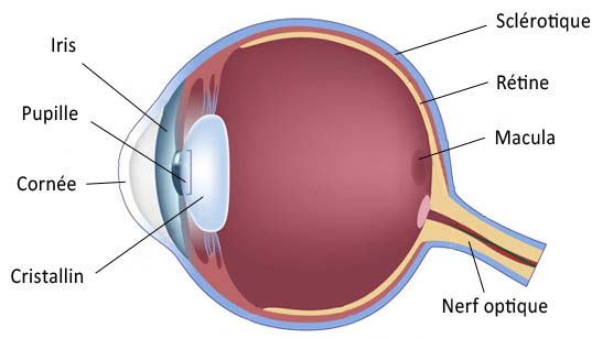 oeil pupille iris cornée cristallin