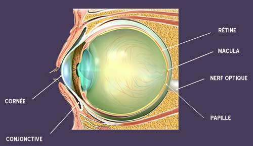 oedeme oculaire cornée rétine conjonctive