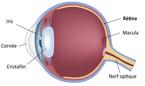 schéma de l'oeil rétine nerf optique