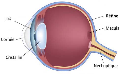 nerf optique de l'oeil