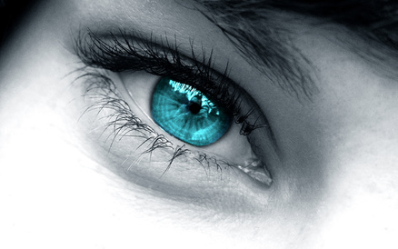 anatomie oeil