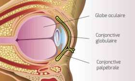 schema oeil conjonctive conjonctivite
