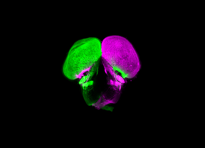 Microscopie à feuillet de lumière du cerveau d'un lépisosté