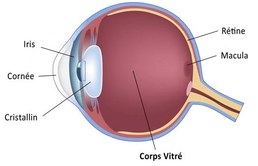 Schéma de l'oeil corps vitré 