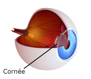 cornée oeil sclère 