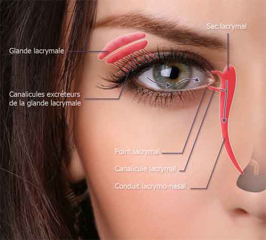 schéma canal lacrymal de l'oeil