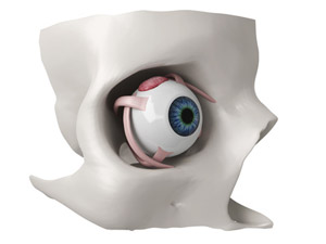 Abduction mouvement de l'oeil en 3D