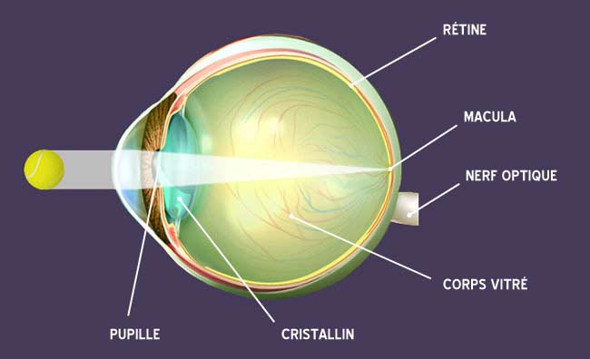 fusion d'images de la rétine oeil