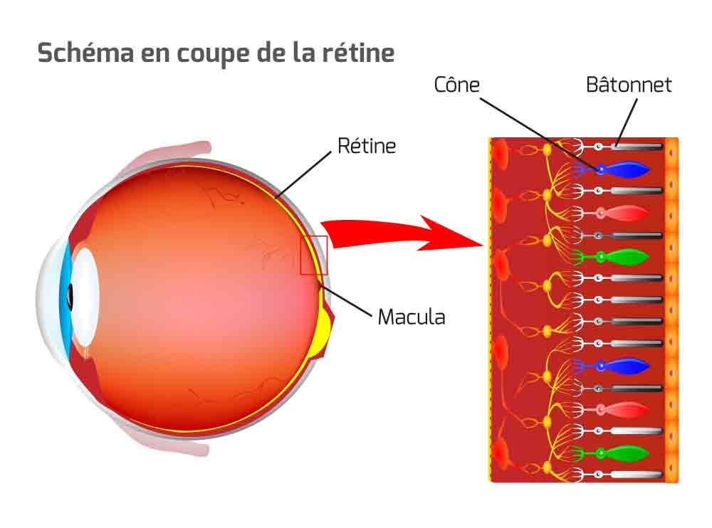 oeil rétine photorécepteurs cônes bâtonnets