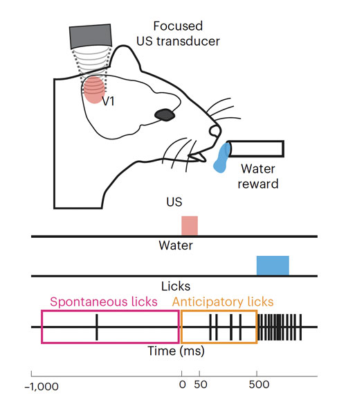 projet-sound-vision-guide-vue-c-cadoni-et-al.-biorxiv