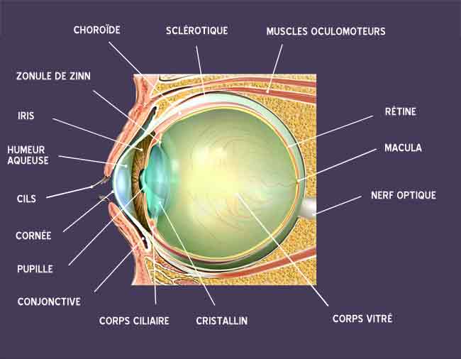 schéma oeil sclère sclérotique cornée cils