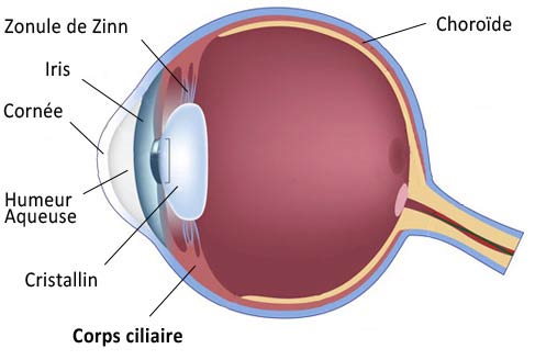 schéma oeil choroide humeur aqueuse