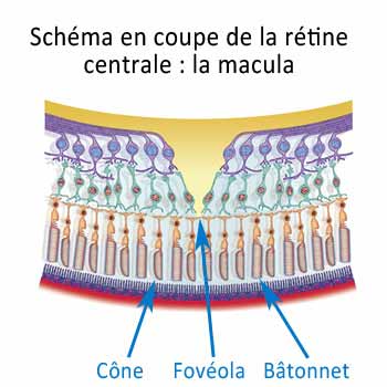 schema en coupe de la macula de la retine de l'oeil