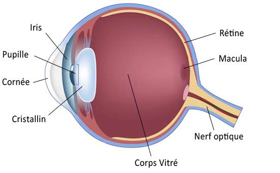 schéma décollement du vitré de l'oeil