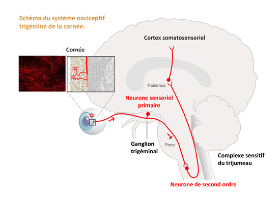 Schéma du système nociceptif trigéminé de la cornée