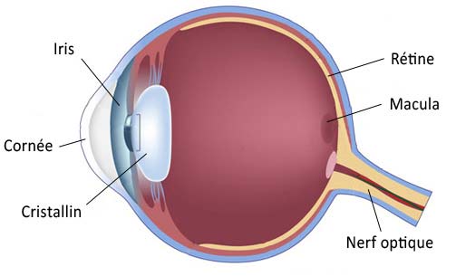 schema de l'oeil retine cornée cristallin