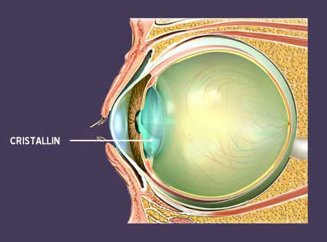 schéma du cristallin de l'oeil
