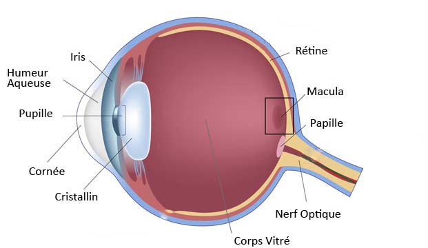 schéma oeil corps flottants