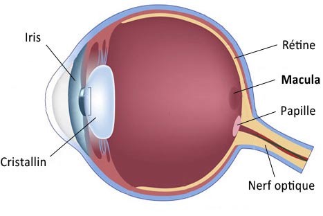 schéma de l'oeil : DMLA macula rétine 