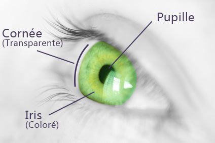oeil iris pupille cornée