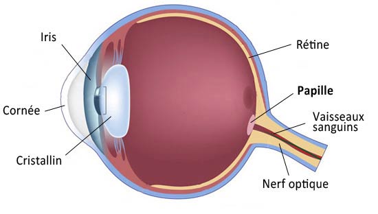 papille optique et retine de l'oeil