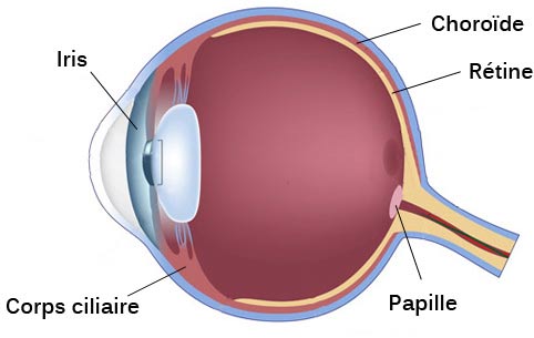 schéma de l'oeil : uvéite