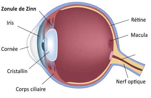 définition zonule de zinn