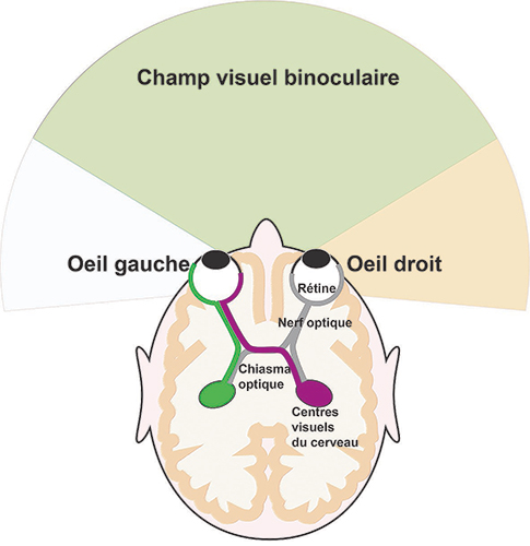 Schéma du champ de la vision