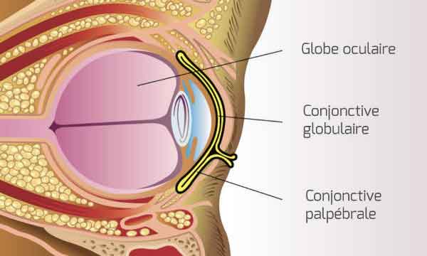 schema oeil conjonctive conjonctivite