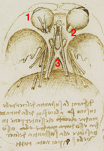 Dessin de Léonard de Vinci représentant les yeux et le cerveau