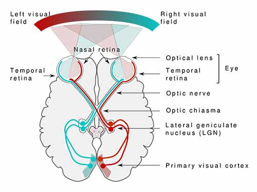 Schéma du cerveau et de la vision humaine