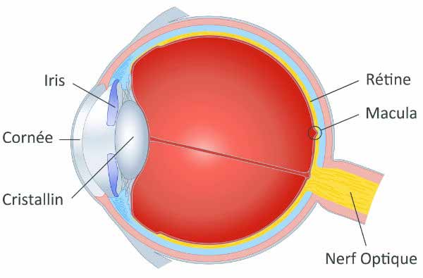 Schéma oeil rétine DMLA