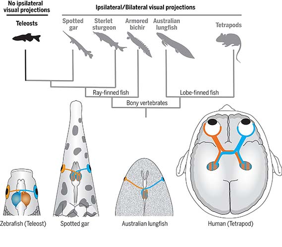 Schéma vision différentes espèces de poissons et de l'homme