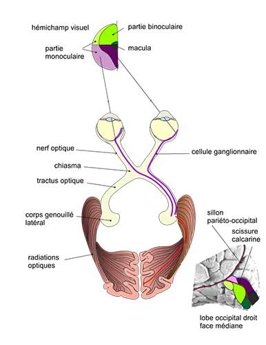 Schéma de la vision humaine et du cerveau