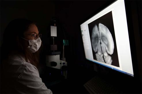 Recherche en thérapie génique