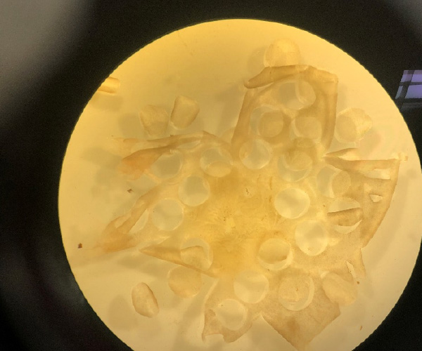 Découpage d’une rétine de grande taille (porc, primate) en une vingtaine d’explants de diamètre 3 mm- Valerie Forster- Institut de la Vision - GuideVue