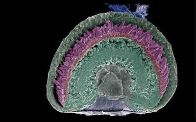 Microscopie électronique d'un œil d'une larve de xénope