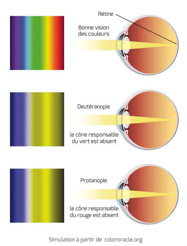 daltonisme-daltonien-schema_0