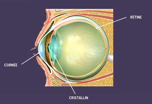 schema-coupe-oeil-retine-cristallin-corne_1
