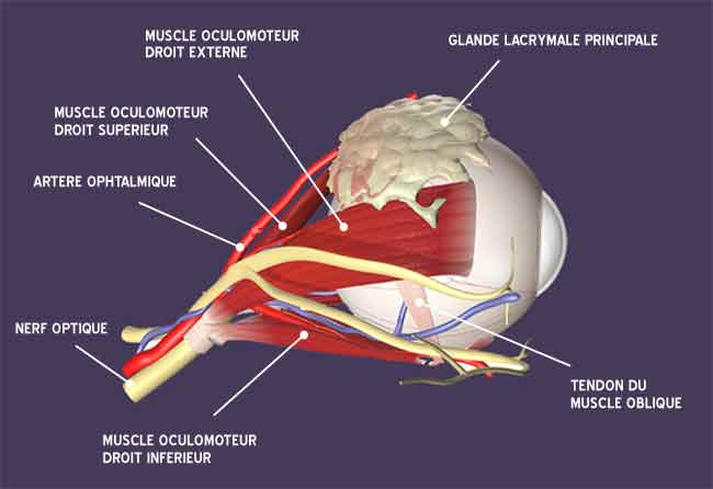 schema-muscle-occulomoteur_0