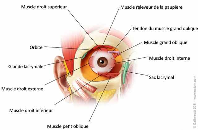 Anatomie de l'œil - Schéma de l'anatomie d'un œil