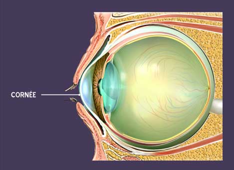 oeil cornée