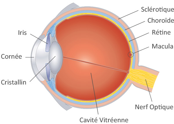 schéma oeil diabète