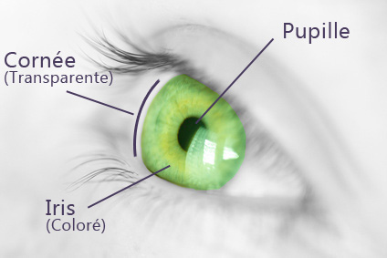 cornée iris pupille oeil