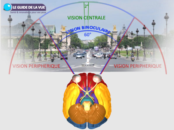 champ visuel vision centrale périphérique binoculaire