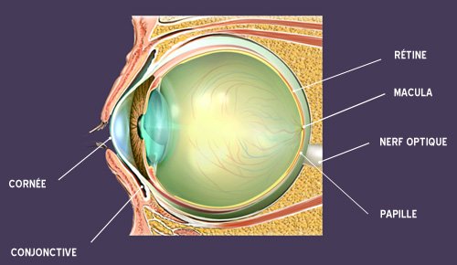 oeil larmes sècheresse oculaire