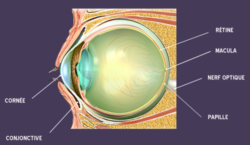 schéma oeil